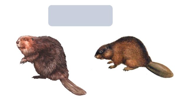 Канадский и Европейский Бобр