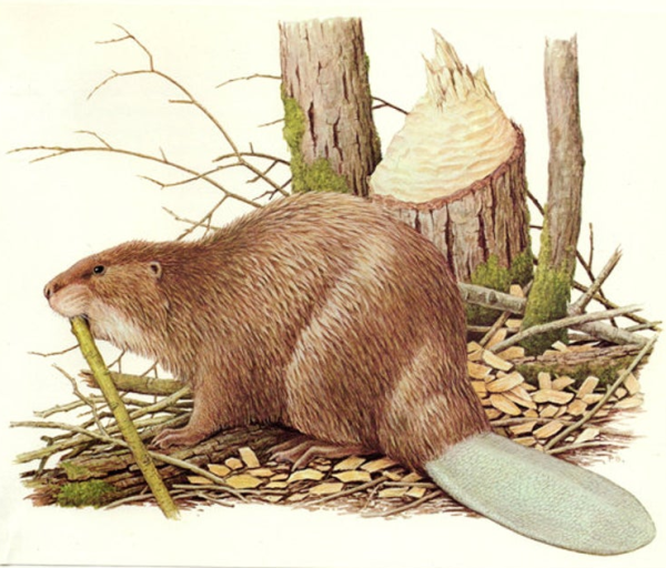 Бобер и дерево