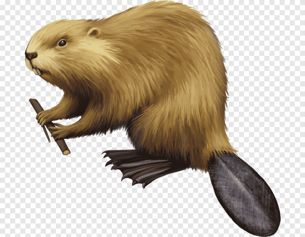 Бобр на белом фоне