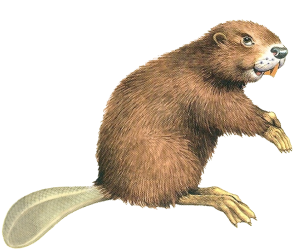 Бобер без фона