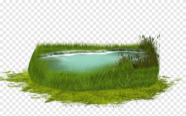 Водоем на прозрачном фоне