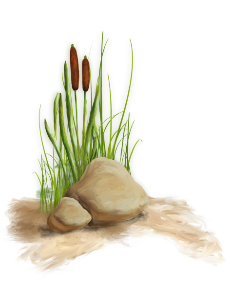 Камыш рисунок