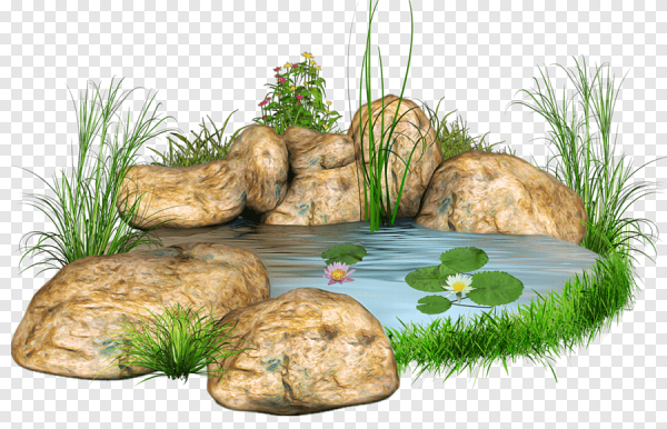 Водоем на белом фоне