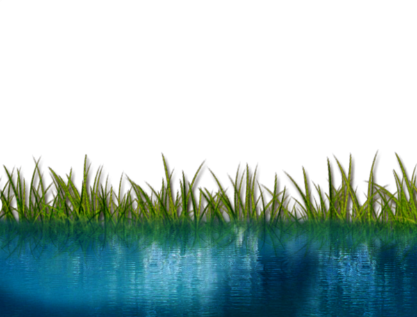 Пруд на белом фоне