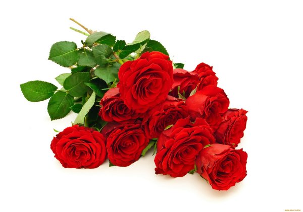 Букет роз лежит