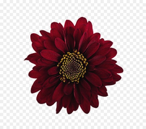 Бордовые цветочки на белом фоне