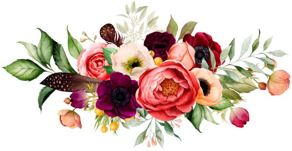 Бордовые пионы на прозрачном фоне