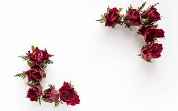 Бордовые розы на белом фоне