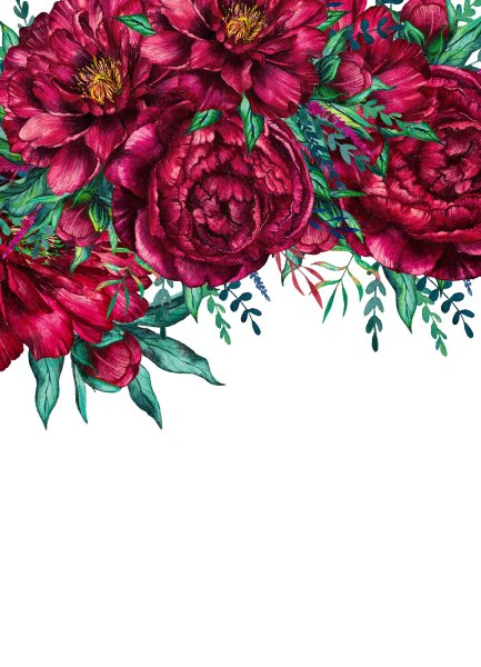 Красные пионы акварель