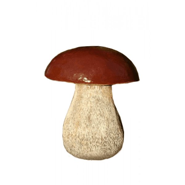 Белый гриб Боровик