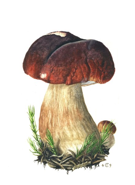 Гриб Боровик для детей