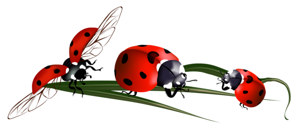 Божья коровка на прозрачном фоне для фотошопа