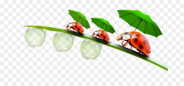 Божья коровка под зонтиком