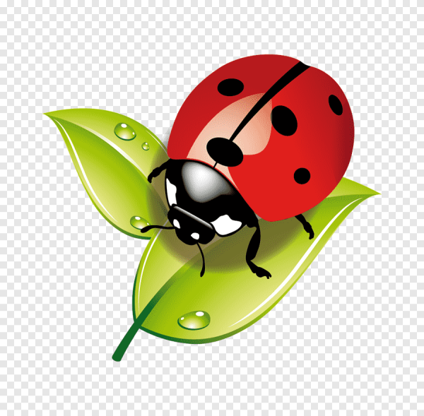 Божья коровка на белом фоне