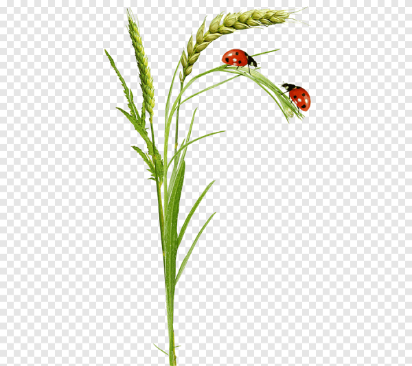 Божья коровка на травинке на прозрачном фоне