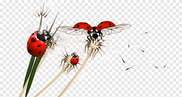 Божья коровка в полете на прозрачном фоне