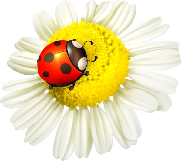 Божья коровка на цветочке