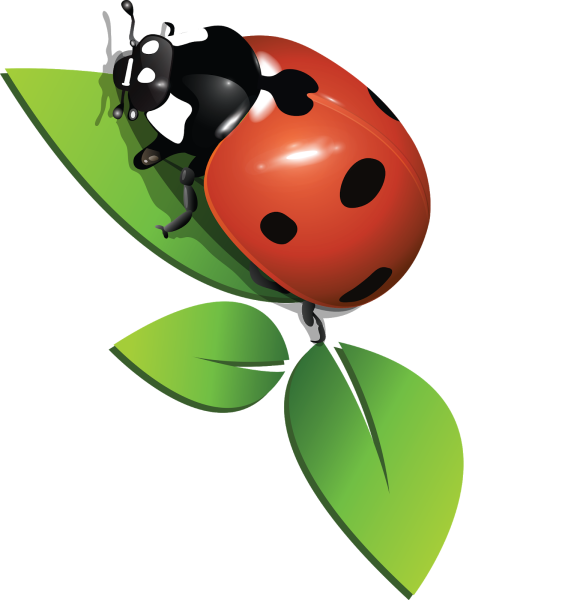 Божья коровка на белом фоне