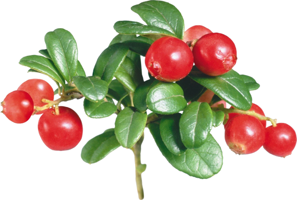 Ягода толокнянка и брусника