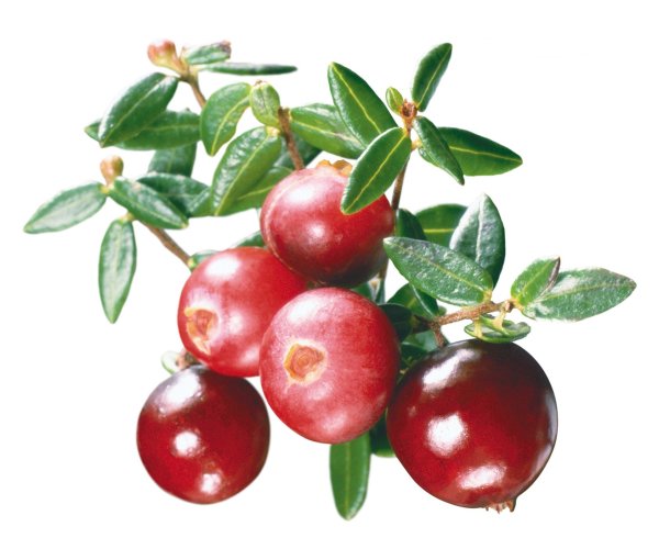 Клюква на белом фоне