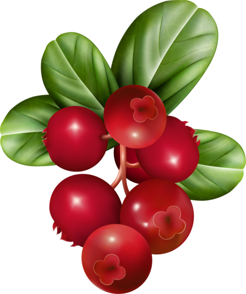 Брусника на белом фоне