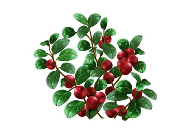 Куст брусники