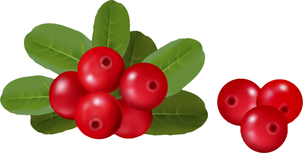 Ягоды брусники на прозрачном фоне