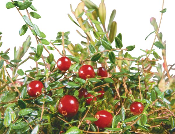 Брусника обыкновенная мультяшная