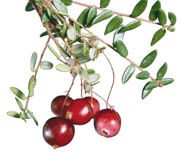 Веточка клюквы