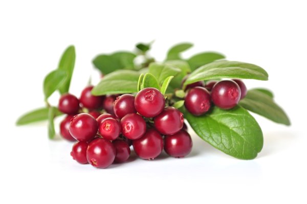 Брусника обыкновенная ЛРС