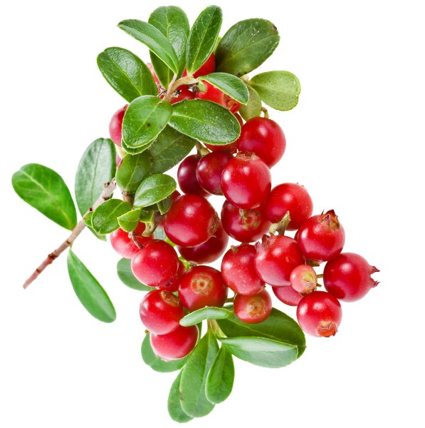 Веточка клюквы