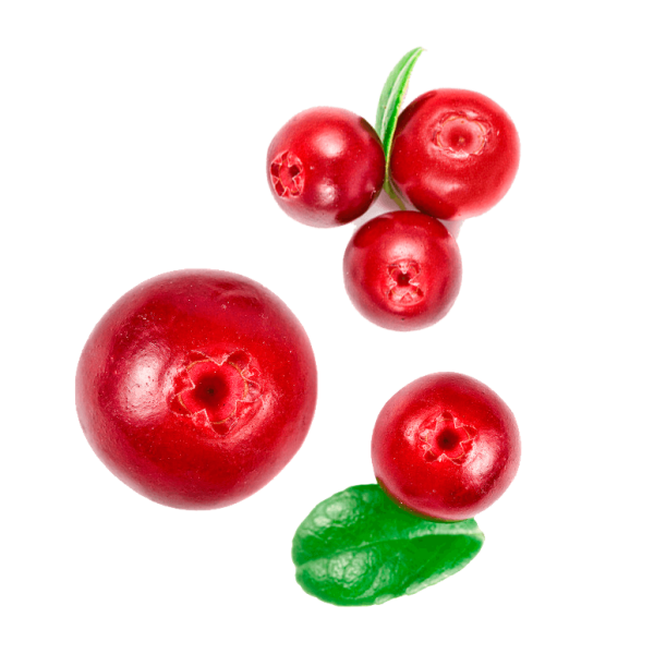 Брусника без фона