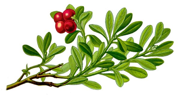 Толокнянка обыкновенная Фармакогнозия