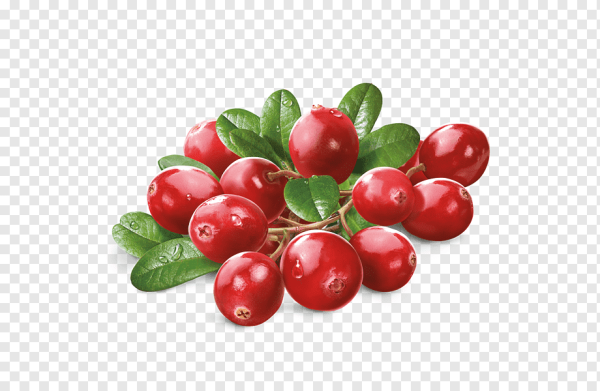 Веточка брусники