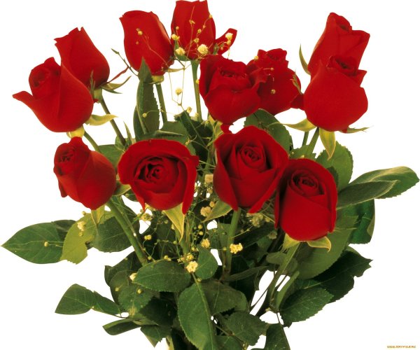 Букет роз