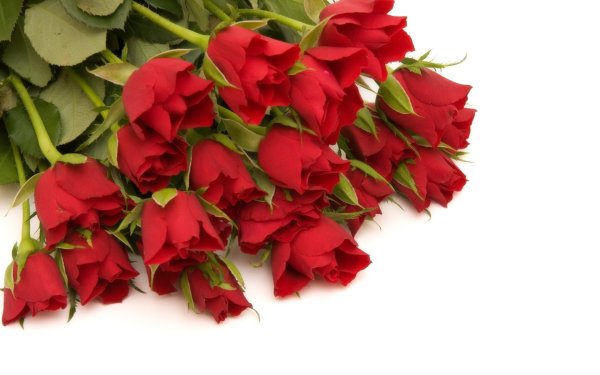 Шикарные цветы