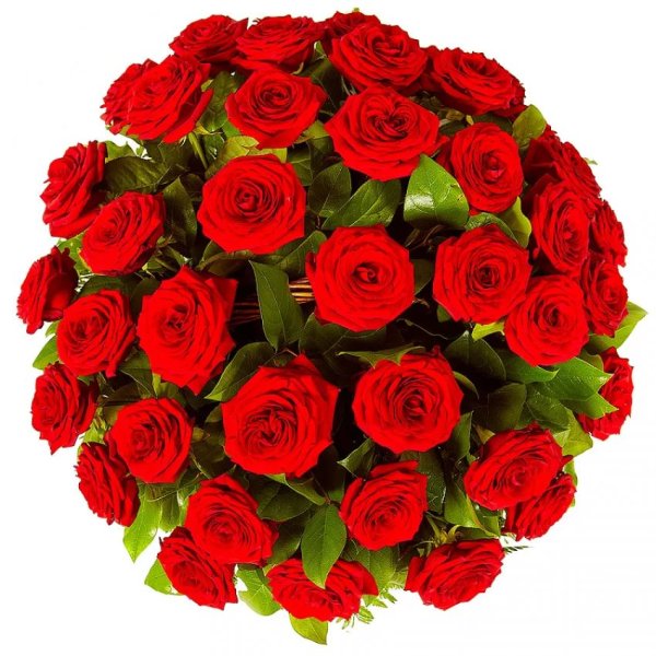 Красные розы