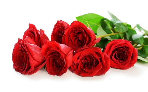 Красные розы