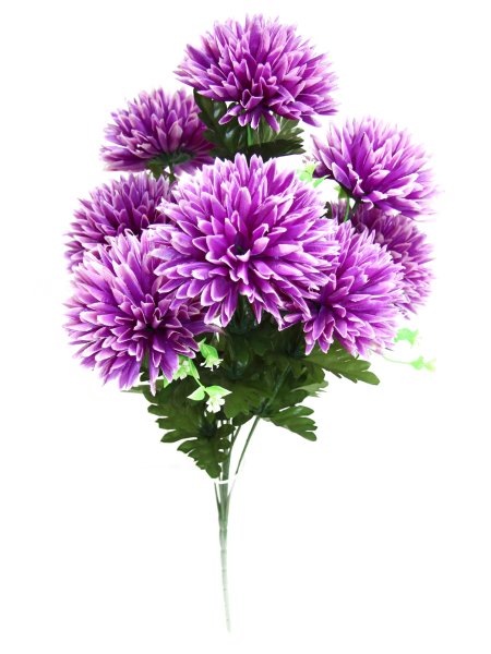 Хризантема Миледи