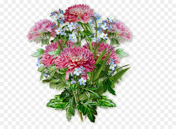 Астры на прозрачном фоне