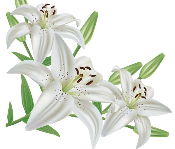 Белые лилии обои