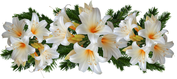 Лилии в снегу