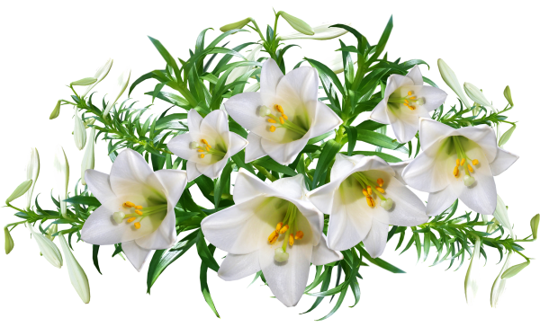 Цветы на прозрачном фоне