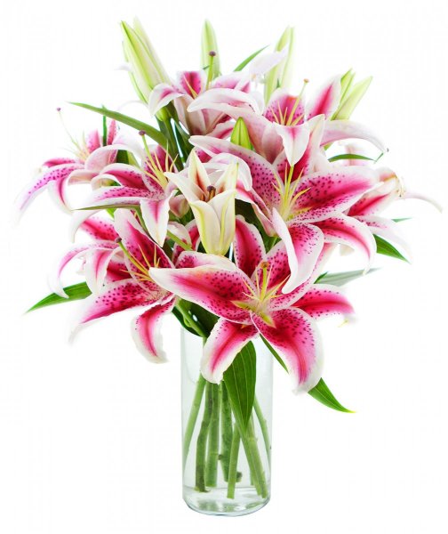 Лилия (Lilium) срезка