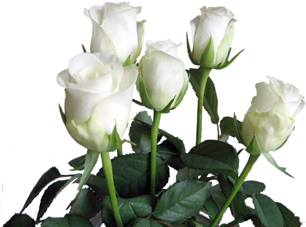 Белые розы на белом фоне