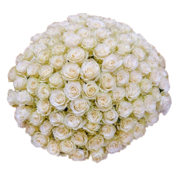 Огромный букет роз на прозрачном фоне