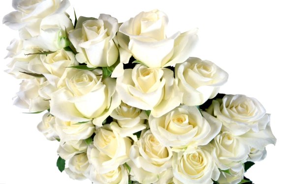 Белые розы на белом фоне