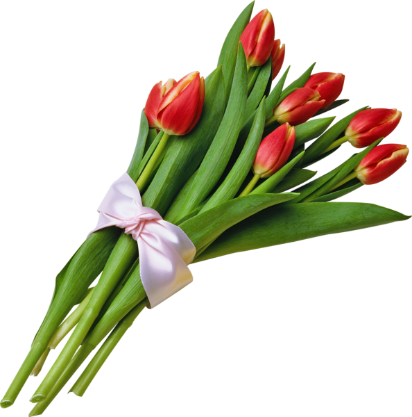 Цветы тюльпаны на прозрачном фоне