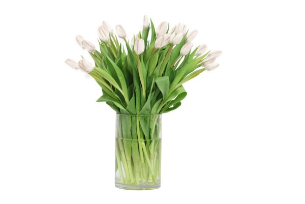 Букет белых тюльпанов на белом фоне