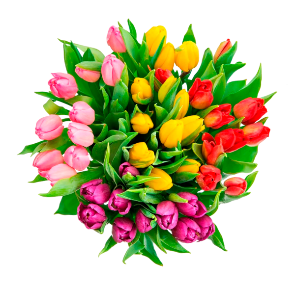 Тюльпаны разноцветные